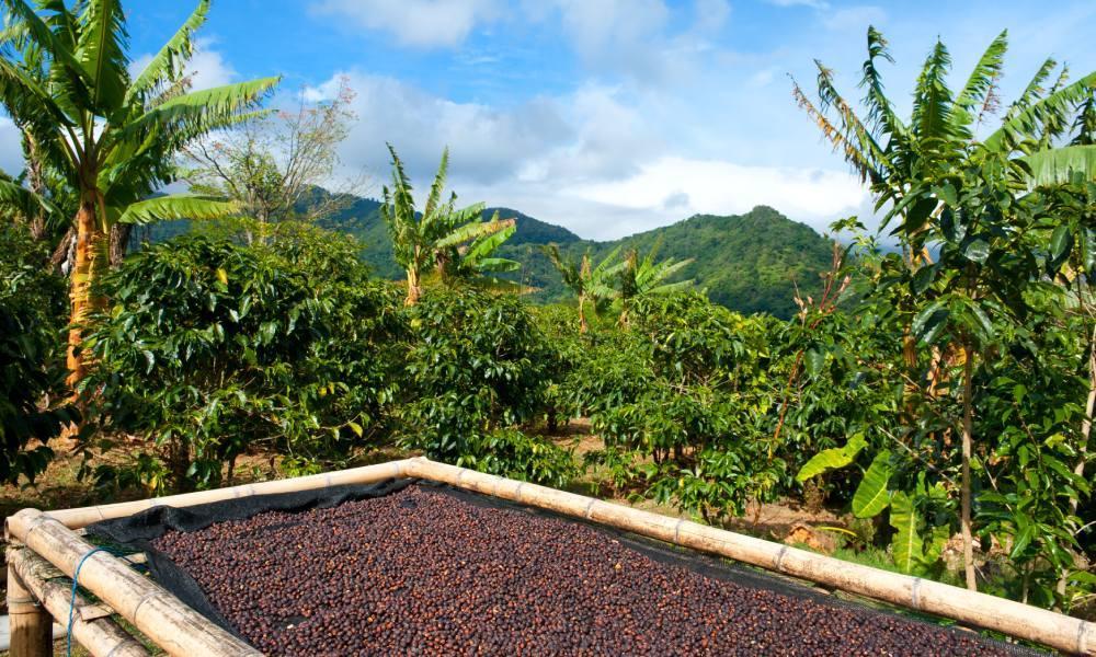panama coffee production