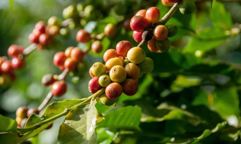 coffee cherries