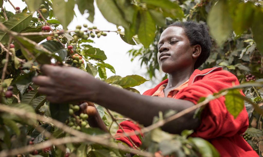 Woman farmer harvesting fresh coffee cherries from coffee trees in the foothills of Uganda's Mount Elgon, East Africa.