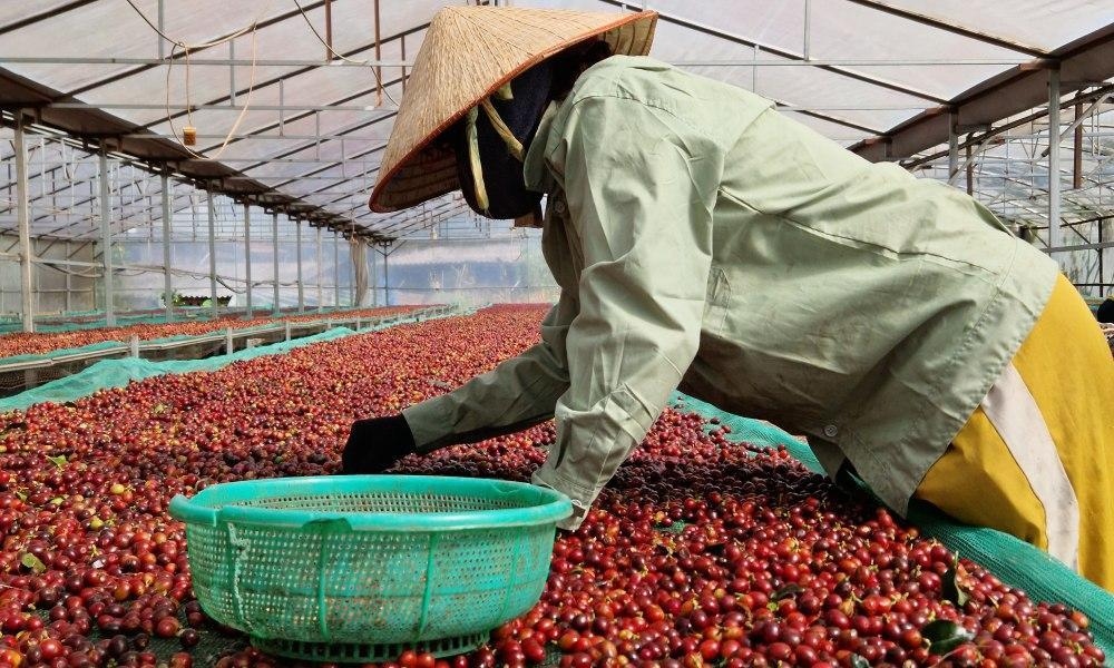 vietnamese farmer sorting robusta coffee