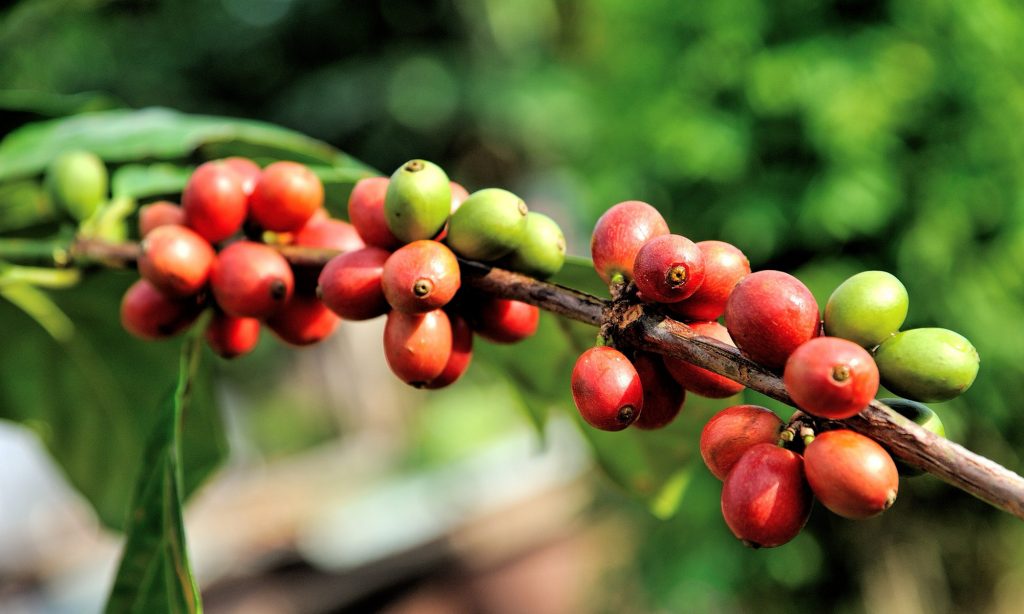 An example of coffee cherries that make Bangkok Southeast Asia’s specialty coffee hub.