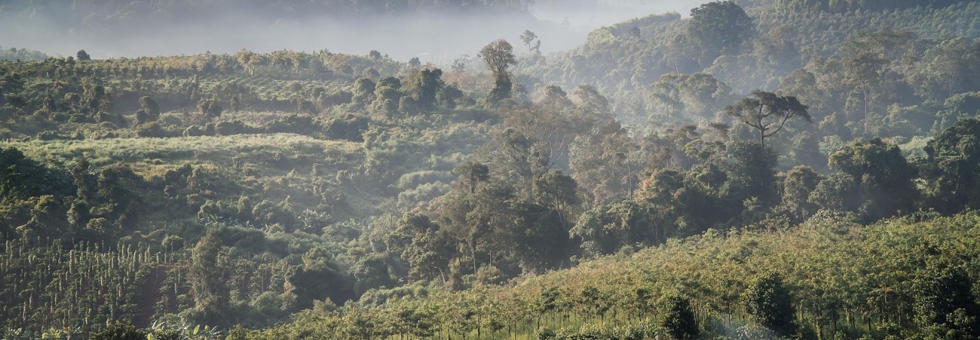 What could the coffee industry in 2050 look like?