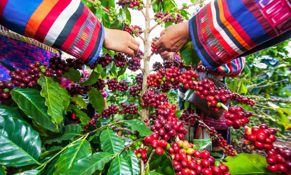 Coffee industry deals