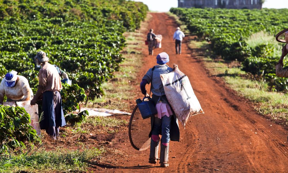 coffee producers carrying coffee