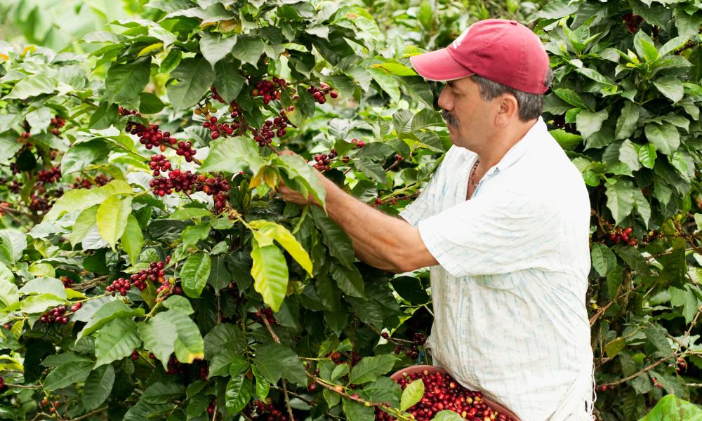 coffee producers picking coffee