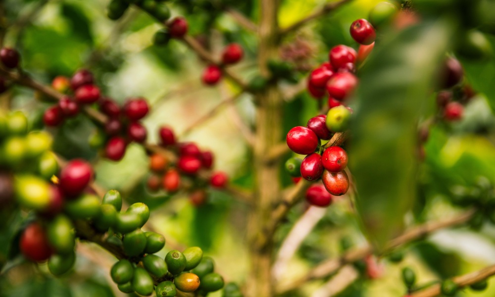 high-altitude coffee cherries