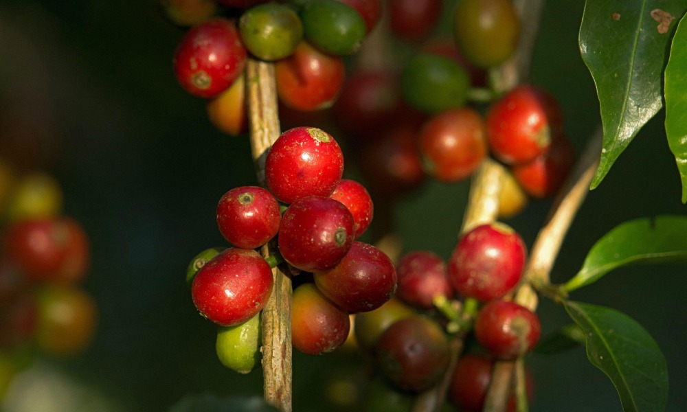 ripe cherries are good for coffee quality